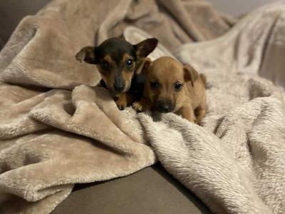 Jack Russell puppies in Cork