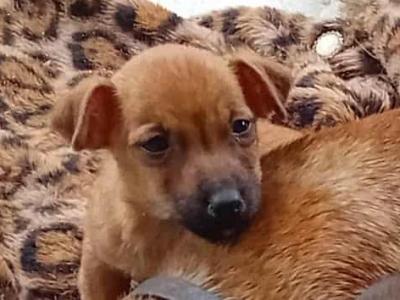 Jack Russell puppies in Cork