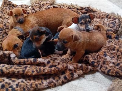 Jack Russell puppies in Cork