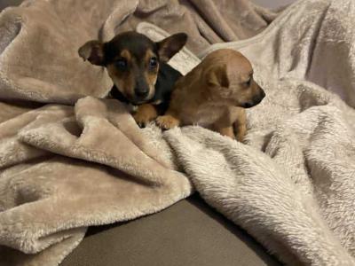 Jack Russell puppies in Cork