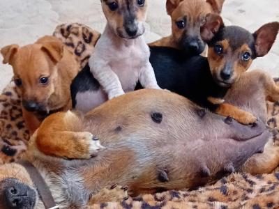 Jack Russell puppies in Cork