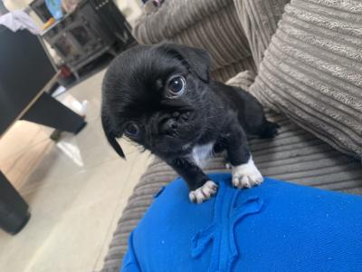 3/4 Pug puppies in Kerry