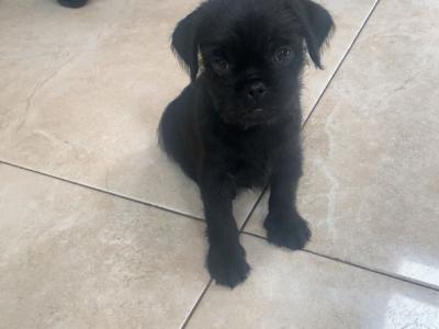 3/4 Pug puppies in Kerry