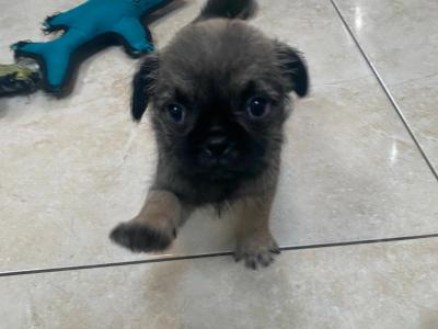3/4 Pug puppies in Kerry