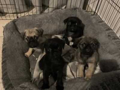 3/4 Pug puppies in Kerry