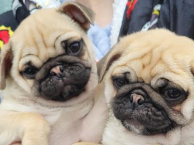 Pedigree IKC Registered male Pug puppies in Galway