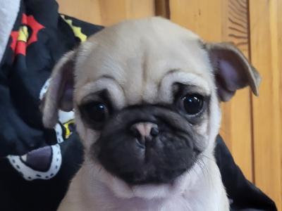 Pedigree IKC Registered male Pug puppies in Galway