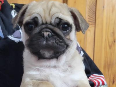 Pedigree IKC Registered male Pug puppies in Galway