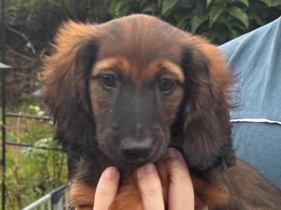 IKC Registered Kaninchen Dachshund puppies: Exceptional Pedigree Red Shaded and Black & tan