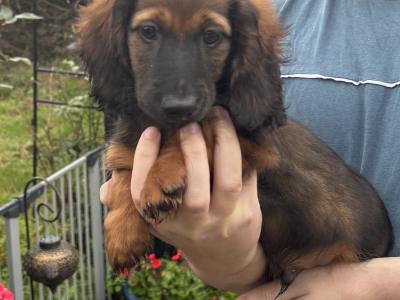 Exceptional Pedigree Red Shaded and Black and tan IKC Miniature Dachshund puppies