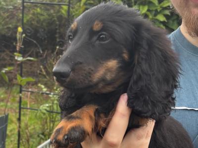 IKC Registered Kaninchen Dachshund puppies: Exceptional Pedigree Red Shaded and Black & tan