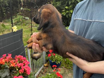 IKC Registered Kaninchen Dachshund puppies: Exceptional Pedigree Red Shaded and Black & tan