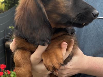 IKC Registered Kaninchen Dachshund puppies: Exceptional Pedigree Red Shaded and Black & tan
