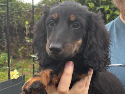 IKC Registered Kaninchen Dachshund puppies: Exceptional Pedigree Red Shaded and Black & tan