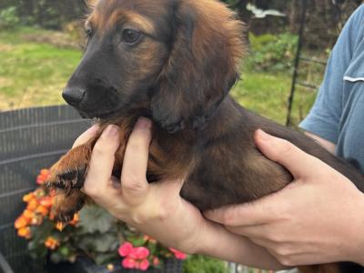 IKC Registered Kaninchen Dachshund puppies: Exceptional Pedigree Red Shaded and Black & tan