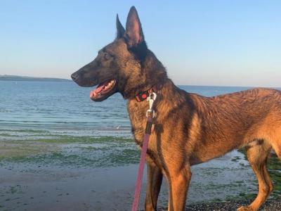 Female Belgian Malinois puppy for sale in Tipperary