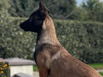 Female Belgian Malinois puppy for sale in Tipperary