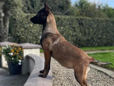 Female Belgian Malinois puppy for sale in Tipperary