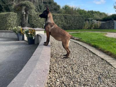 Female Belgian Malinois puppy for sale in Tipperary