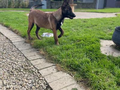 Female Belgian Malinois puppy for sale in Tipperary