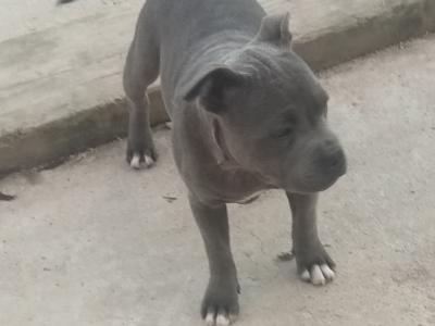 IKC Registered(pending) Top pedigree blue Staffordshire Bull Terrier puppies 6 months old in Offaly