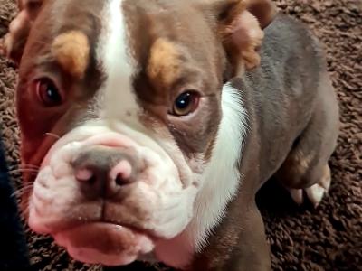 Old English Bulldog puppies in Sligo