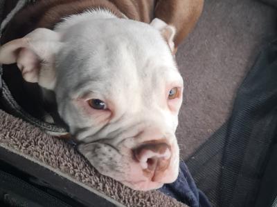 Old English Bulldog puppies in Sligo