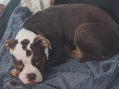 Old English Bulldog puppies in Sligo