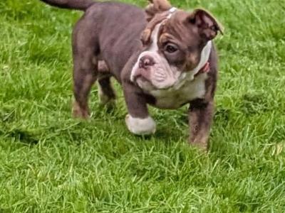 Old English Bulldog puppies in Sligo