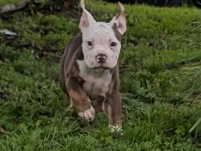 Old English Bulldog puppies in Sligo