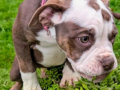 Old English Bulldog puppies in Sligo