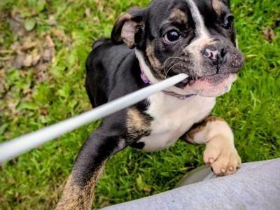 Old English Bulldog puppies in Sligo