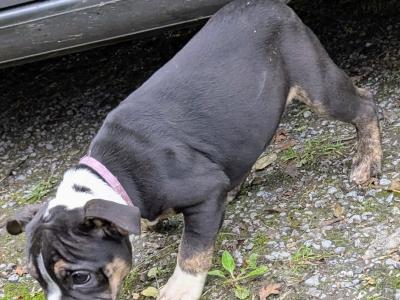 Old English Bulldog puppies in Sligo