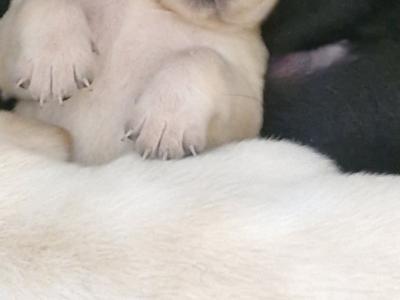 IKC Registered Labrador pups in Tipperary