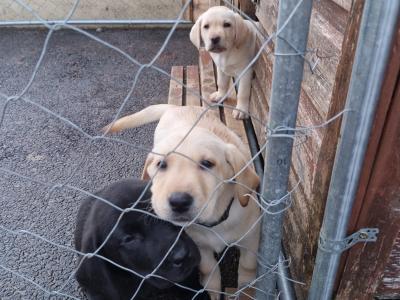 IKC Registered Labrador pups in Tipperary