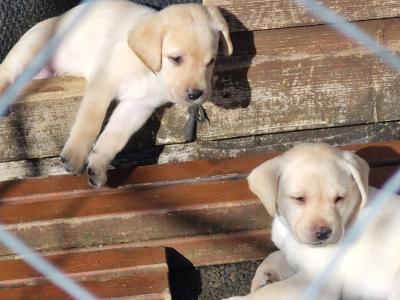 IKC Registered Labrador pups in Tipperary