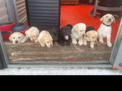 IKC Registered Labrador pups in Tipperary