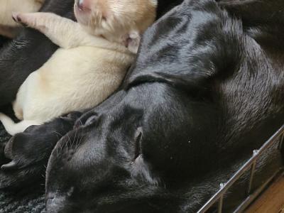 IKC Registered Labrador pups in Tipperary