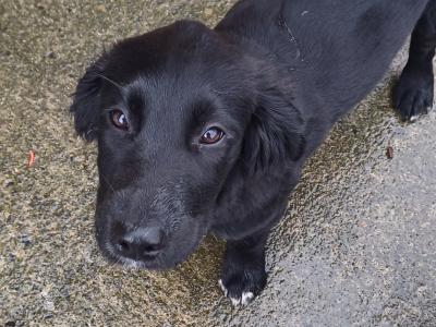 Beautiful female Springer Spaniel x Borer Collie puppy – Friendly, Smart & Ready for a Loving Home 🐶