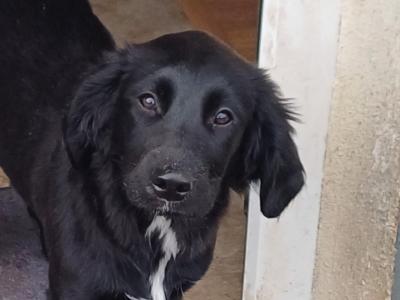 Beautiful female Springer Spaniel x Borer Collie puppy – Friendly, Smart & Ready for a Loving Home 🐶