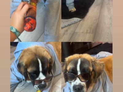 Saint Bernard Stud