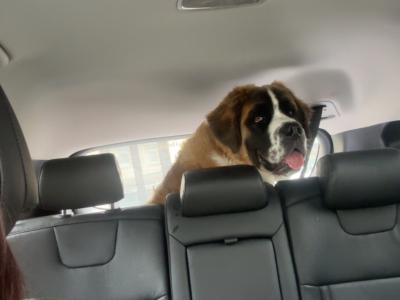 Saint Bernard Stud