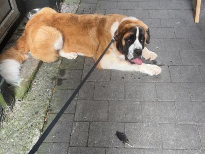 Saint Bernard Stud