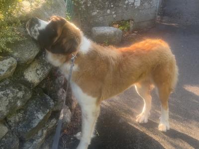 Saint Bernard Stud