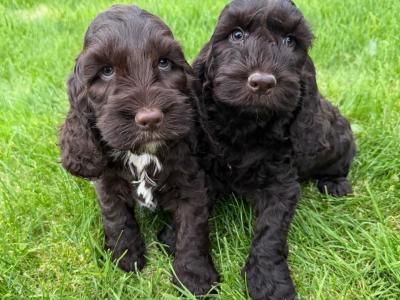 Cockapoo puppies