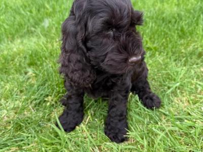 Cockapoo puppies