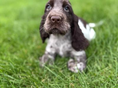 Cockapoo puppies