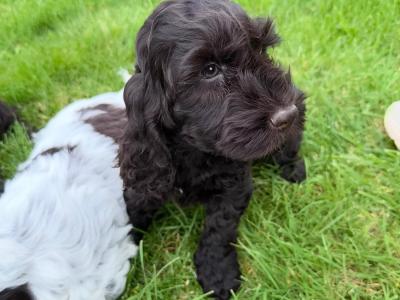 Cockapoo puppies