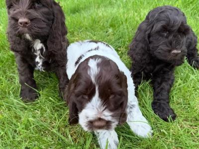 Cockapoo puppies