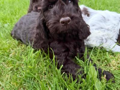 Cockapoo puppies